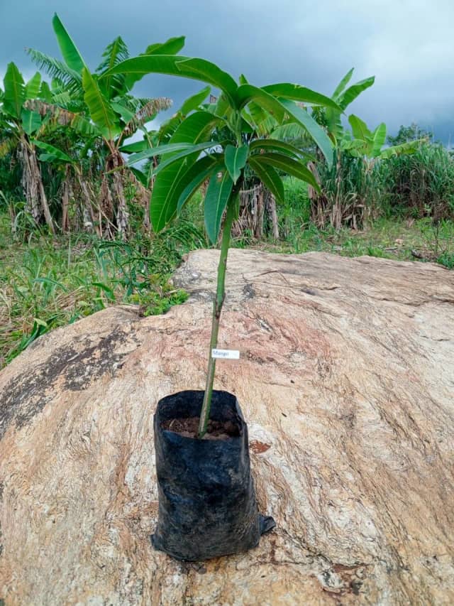 Tặng cây giống xoài cát Hòa Lộc